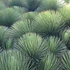 Kép 1/9 - Agave stricta 'Nana'