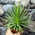 Kép 5/9 - Agave stricta 'Nana'