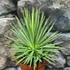 Kép 6/9 - Agave stricta 'Nana'