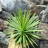Kép 7/9 - Agave stricta 'Nana'