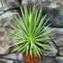 Kép 8/9 - Agave stricta 'Nana'