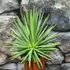 Kép 2/9 - Agave stricta 'Nana'
