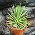 Kép 4/9 - Agave stricta 'Nana'