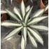 Kép 1/5 - Agave 'Mediopicta Alba' értékcsökkent, esztétikai hibás