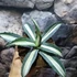 Kép 2/5 - Agave 'Mediopicta Alba' értékcsökkent, esztétikai hibás