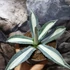 Kép 3/5 - Agave 'Mediopicta Alba' értékcsökkent, esztétikai hibás