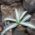 Kép 4/5 - Agave 'Mediopicta Alba' értékcsökkent, esztétikai hibás