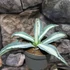 Kép 5/5 - Agave 'Mediopicta Alba' értékcsökkent, esztétikai hibás
