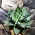 Kép 7/14 - Agave titanota 'Blue Ball'