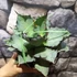 Kép 9/14 - Agave titanota 'Blue Ball'