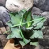 Kép 10/14 - Agave titanota 'Blue Ball'