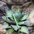Kép 11/14 - Agave titanota 'Blue Ball'