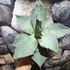 Kép 2/12 - Agave titanota 'White Ice'