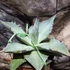 Kép 7/12 - Agave titanota 'White Ice'
