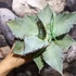 Kép 8/12 - Agave titanota 'White Ice'