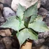 Kép 9/12 - Agave titanota 'White Ice'