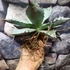 Kép 12/12 - Agave titanota 'White Ice'