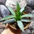 Kép 2/7 - Agave utahensis