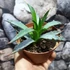 Kép 3/7 - Agave utahensis