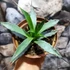 Kép 4/7 - Agave utahensis