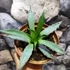 Kép 6/7 - Agave utahensis