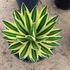 Kép 1/5 - Agave lophantha 'Quadricolor'