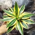 Kép 2/5 - Agave lophantha 'Quadricolor'