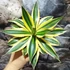 Kép 3/5 - Agave lophantha 'Quadricolor'
