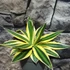 Kép 5/5 - Agave lophantha 'Quadricolor'