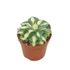 Kép 5/8 - Agave potatorum 'Gold'