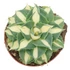 Kép 1/8 - Agave potatorum 'Gold'