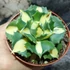 Kép 2/8 - Agave potatorum 'Gold'