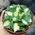 Kép 3/8 - Agave potatorum 'Gold'