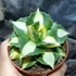 Kép 4/8 - Agave potatorum 'Gold'