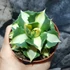 Kép 6/8 - Agave potatorum 'Gold'