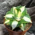 Kép 7/8 - Agave potatorum 'Gold'