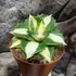 Kép 8/8 - Agave potatorum 'Gold'