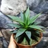 Kép 2/6 - Agave 'Shaka Zulu'