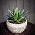 Kép 1/6 - Agave 'Shaka Zulu'