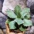 Kép 2/6 - Agave potatorum