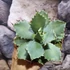 Kép 3/6 - Agave potatorum