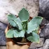 Kép 4/6 - Agave potatorum