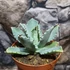 Kép 6/6 - Agave potatorum