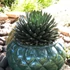 Kép 1/6 - Agave Victoria-reginae