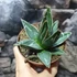 Kép 2/6 - Agave Victoria-reginae