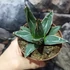 Kép 5/6 - Agave Victoria-reginae