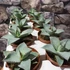 Kép 7/9 - Agave 'Dragon Toes'