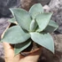 Kép 2/9 - Agave 'Dragon Toes'