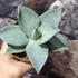 Kép 3/9 - Agave 'Dragon Toes'