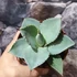 Kép 5/9 - Agave 'Dragon Toes'